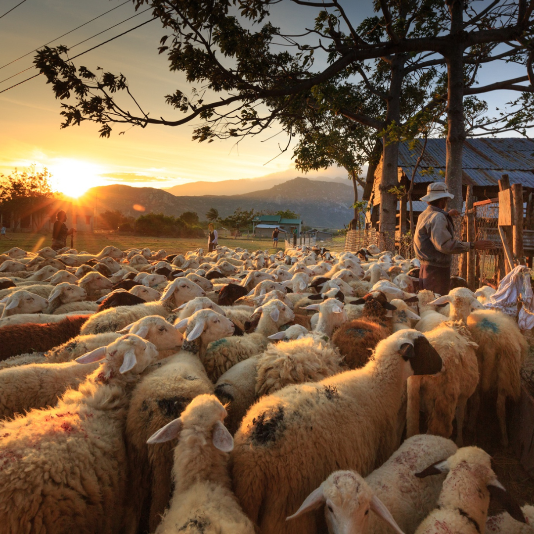 Under the Care of the Good Shepherd
