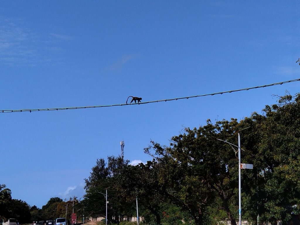 A wooden rope-and-plank bridge suspended high between trees over a road in Diani Beach, designed to allow monkeys to safely cross above traffic.